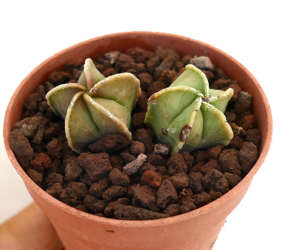 Astrophytum myriostigma pequeño cactus suculento verde en forma de estrella con costillas suaves