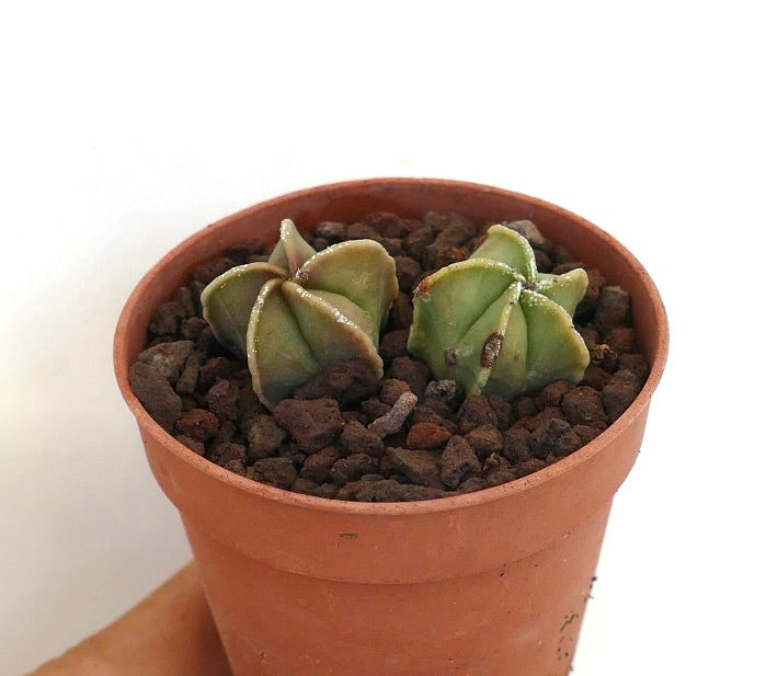 Astrophytum myriostigma pequeño cactus suculento verde con costillas en forma de estrella en maceta de terracota