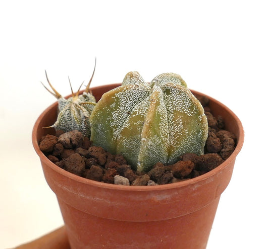 Astrophytum myriostigma pequeño cactus suculento con textura moteada blanca en maceta de terracota