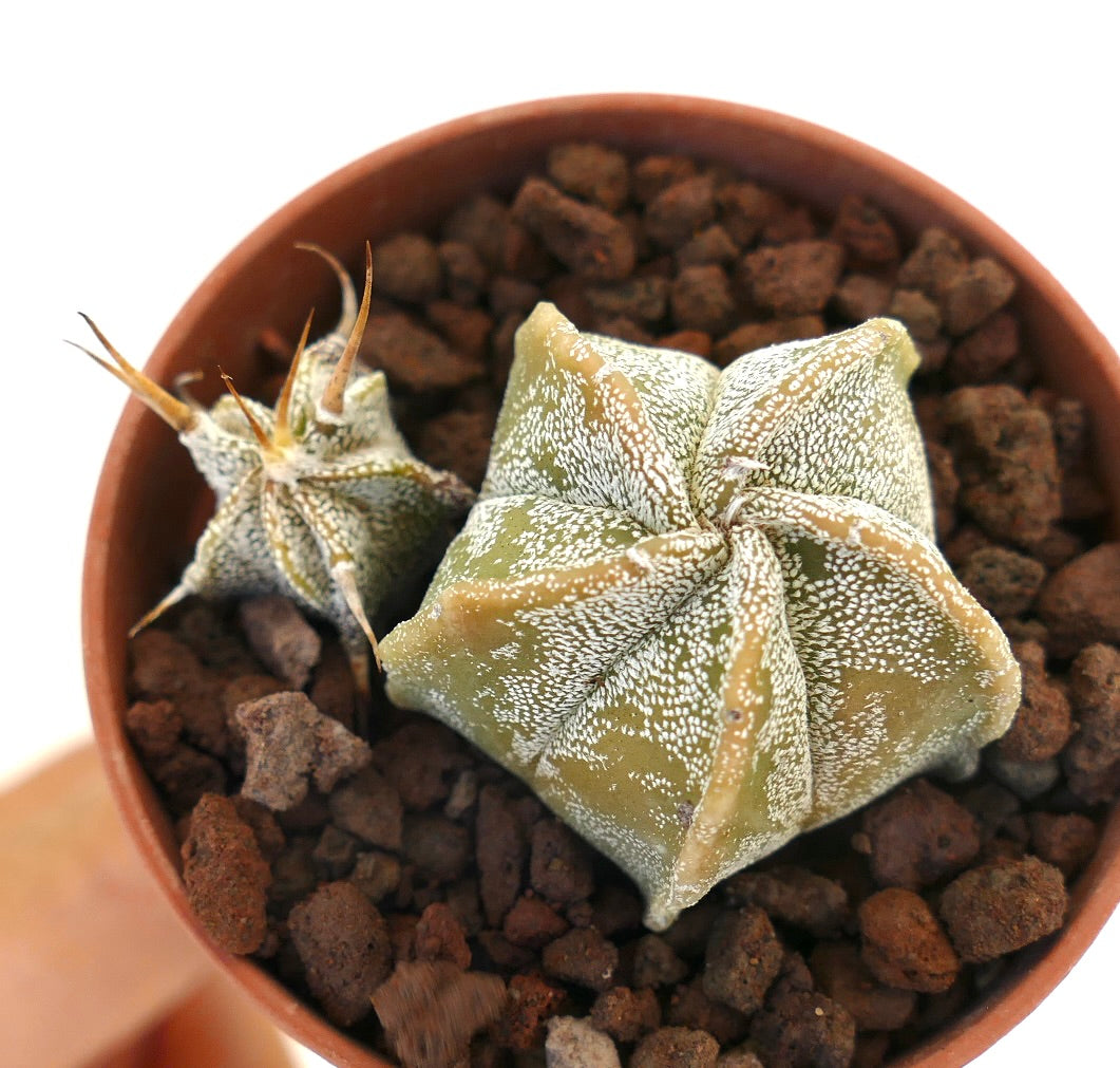 Astrophytum myriostigma rare succulent cactus with star-shaped ribbed body and white speckles