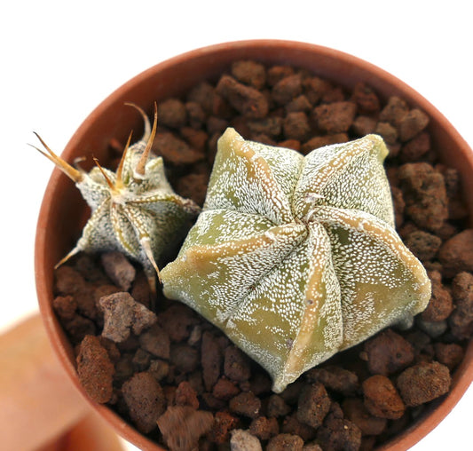 Astrophytum myriostigma suculenta rara con cuerpo acanalado en forma de estrella y manchas blancas