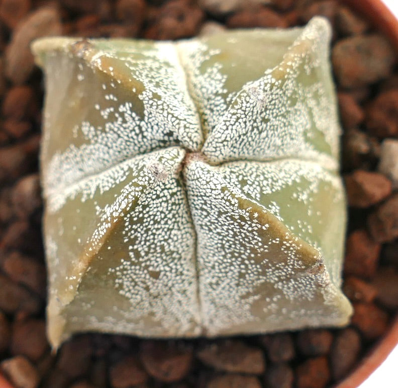 Astrophytum myriostigma succulent cactus with star-shaped form and white speckled texture