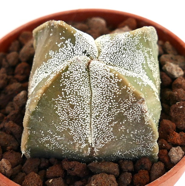 Astrophytum myriostigma succulent cactus with star-shaped form and white speckled texture
