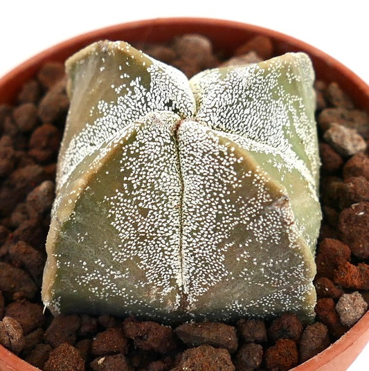 Cactus suculento Astrophytum myriostigma con forma de estrella y textura moteada blanca