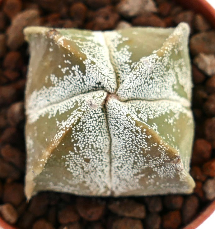 Astrophytum myriostigma succulent cactus with star-shaped form and white speckled texture