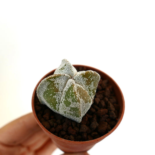 Astrophytum myriostigma quadricostatum suculenta cactus con cuerpo verde en forma de estrella y moteado blanco