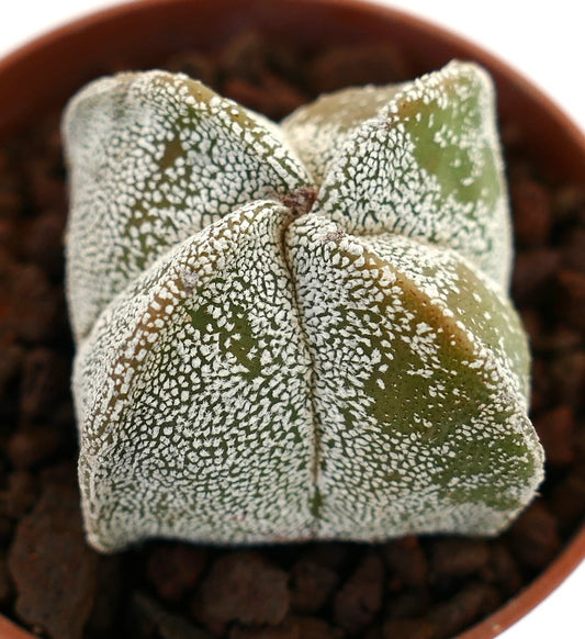 Astrophytum myriostigma quadricostatum suculenta cactus con forma de estrella y textura moteada blanca