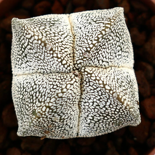 Astrophytum myriostigma suculenta rara con patrón quadricostatum moteado blanco