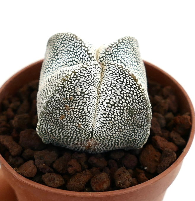 Astrophytum myriostigma succulent cactus with white speckled star-shaped body in pot