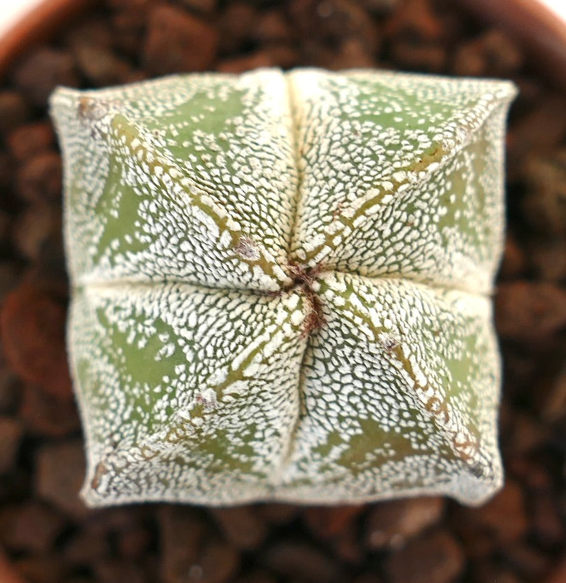 Astrophytum myriostigma rare succulent cactus with white speckled star-shaped body