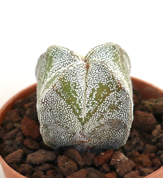 Astrophytum myriostigma succulent cactus with white speckled pattern and rounded ribs