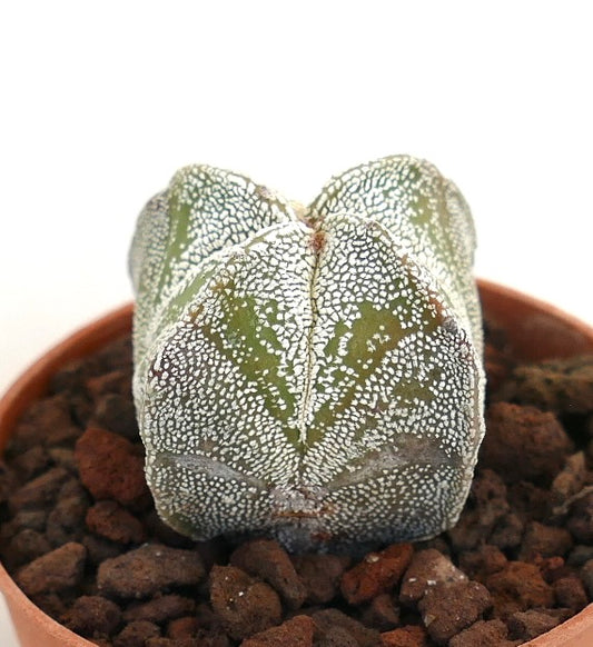 Astrophytum myriostigma suculenta cactus con patrón moteado blanco y costillas redondeadas