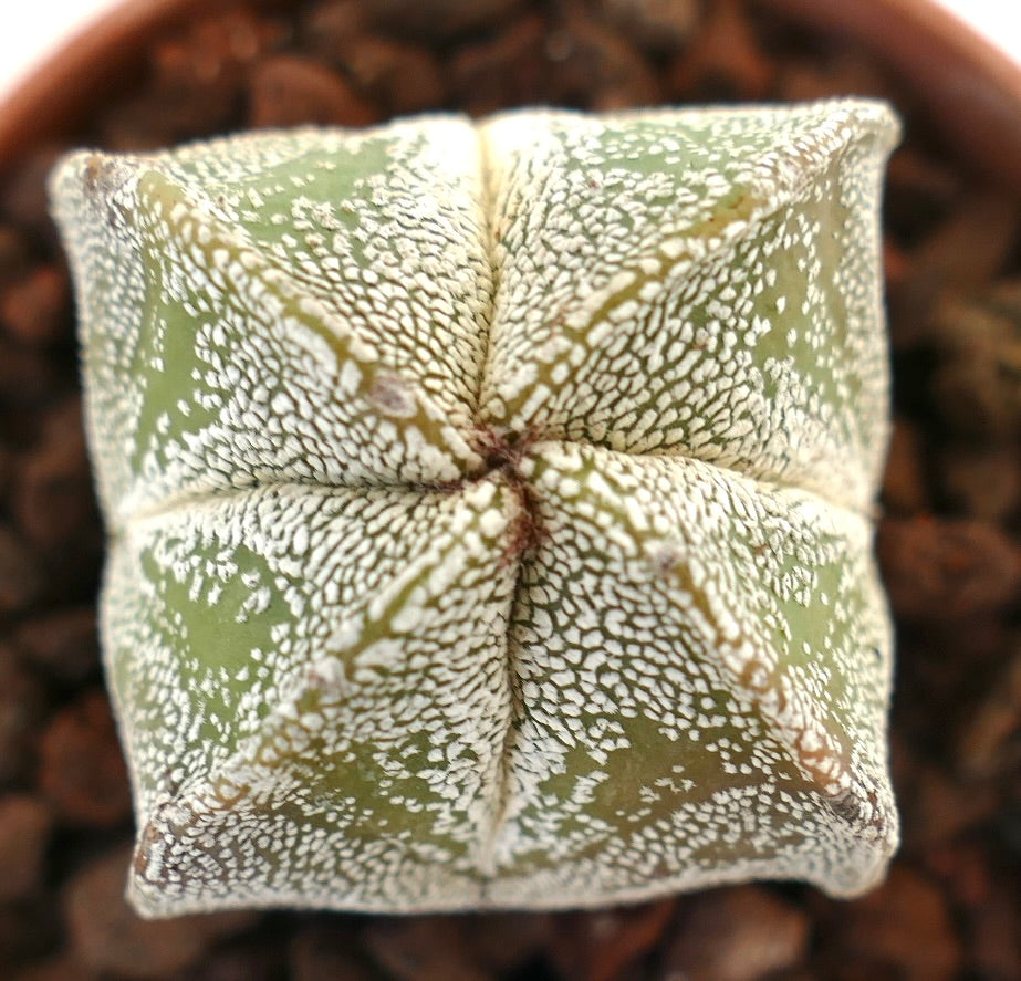 Astrophytum myriostigma rare succulent cactus with textured white speckled green star-shaped body