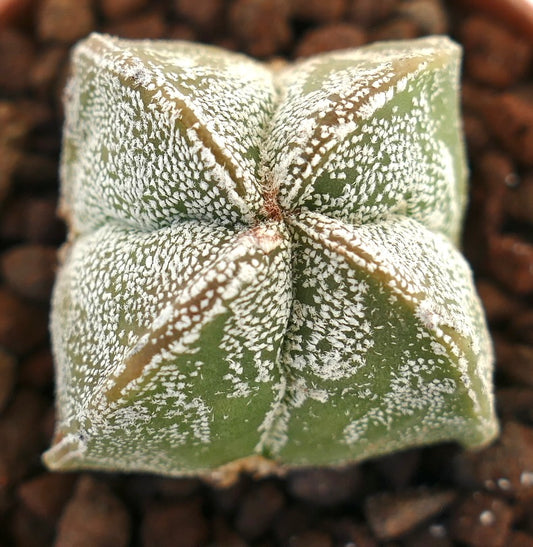 Astrophytum myriostigma suculenta rara con costillas en forma de estrella moteadas de blanco