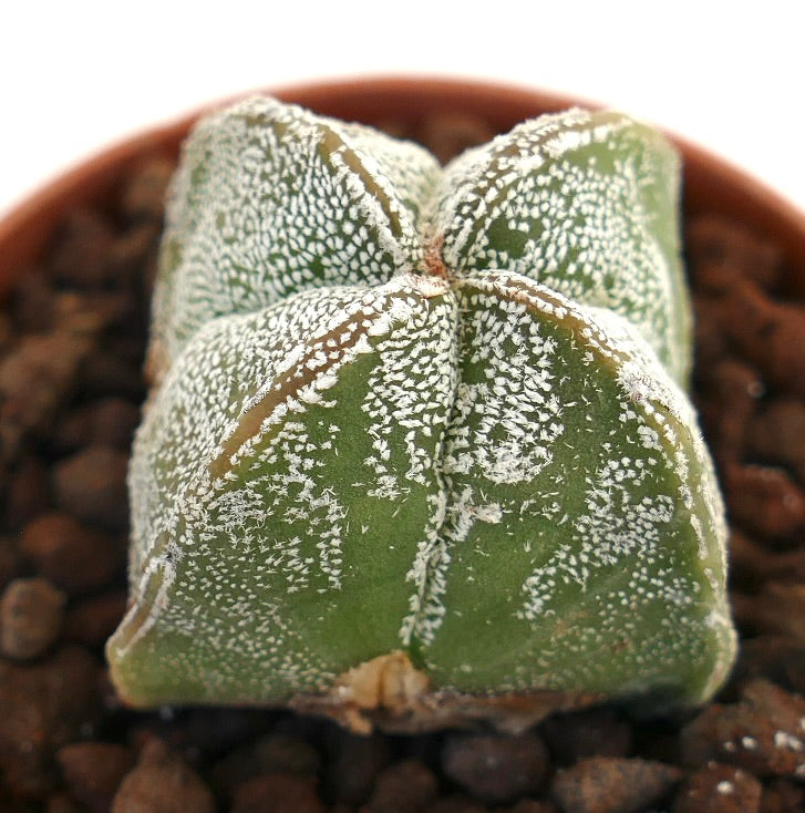 Astrophytum myriostigma quadricostatum succulent cactus with white speckled green star-shaped body
