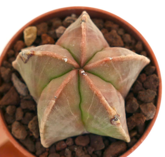 Astrophytum myriostigma raro cactus suculento con forma de estrella y costillas lisas verde rojizas