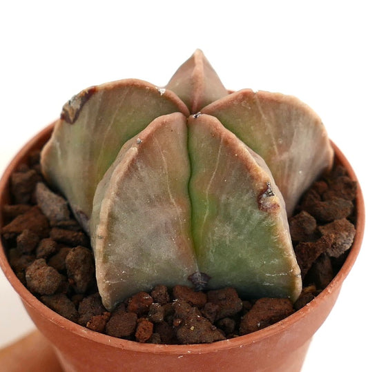 Astrophytum myriostigma suculenta rara con tallos suaves, triangulares y de color rojo verdoso