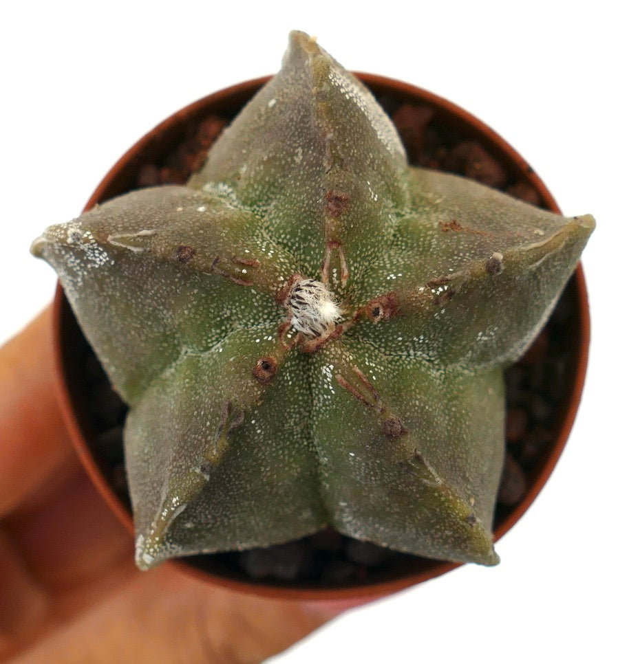 Astrophytum myriostigma suculenta cactus en forma de estrella con superficie verde texturizada y pequeños puntos blancos