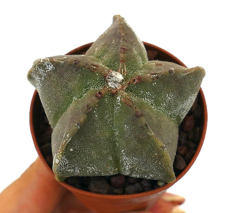 Cactus suculento Astrophytum myriostigma con cuerpo verde acanalado en forma de estrella y motas blancas