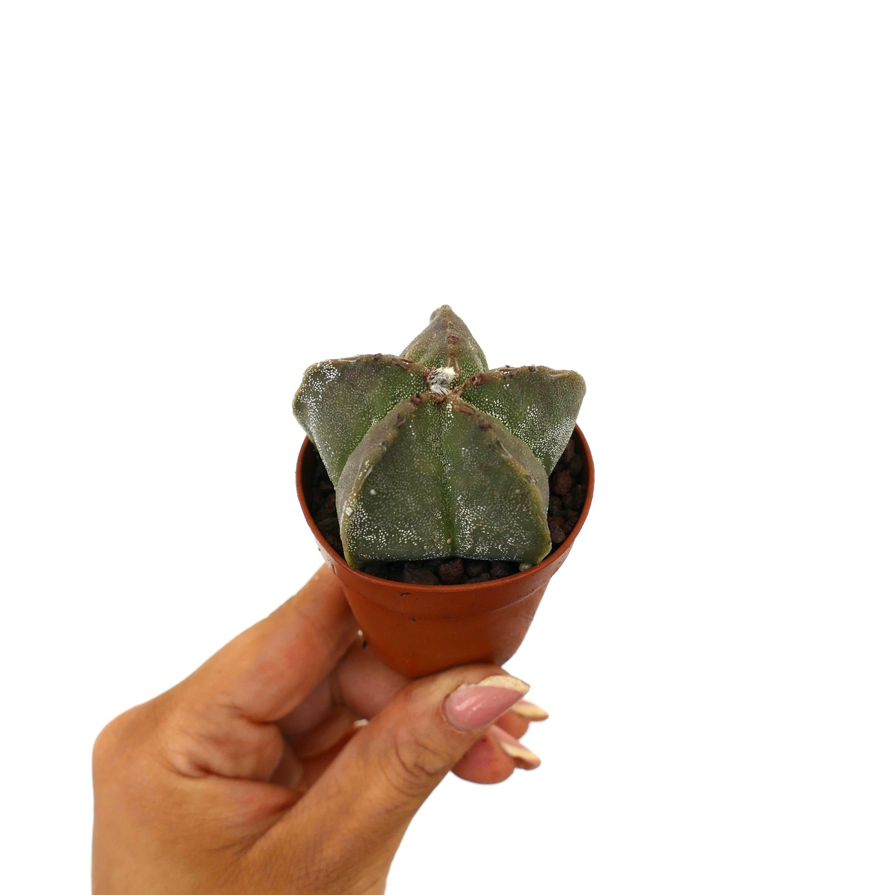 Astrophytum myriostigma pequeño cactus suculento con cuerpo acanalado en forma de estrella en maceta sostenida por una mano