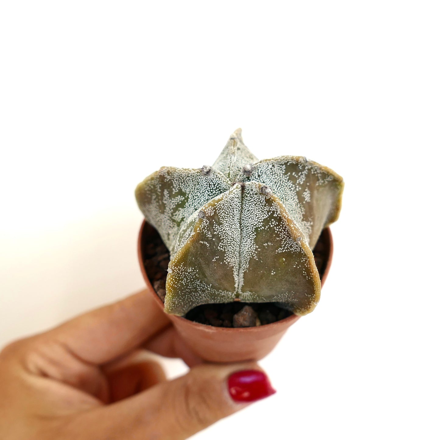 Astrophytum myriostigma succulent cactus with star-shaped ribs and white speckled texture