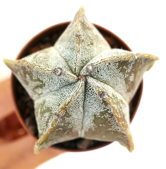 Astrophytum myriostigma suculento cactus con cuerpo en forma de estrella y textura moteada blanca