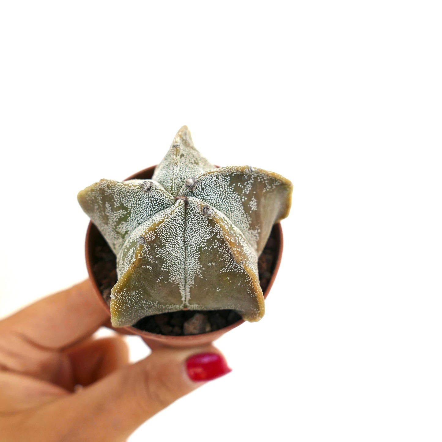 Astrophytum myriostigma succulent cactus with star-shaped form and white speckled texture