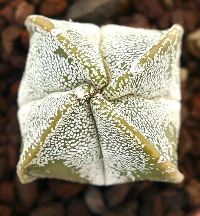 Astrophytum myriostigma rare succulent cactus with white speckled star-shaped body