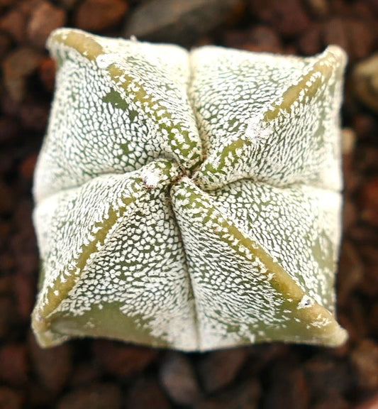 Astrophytum myriostigma suculenta rara con cuerpo en forma de estrella moteado de blanco