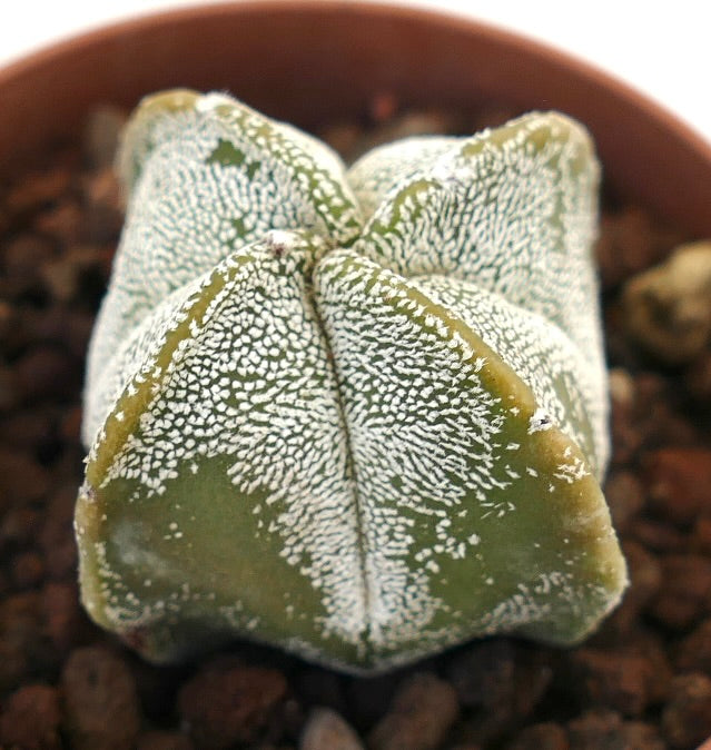 Astrophytum myriostigma succulent cactus with white speckled green star-shaped body