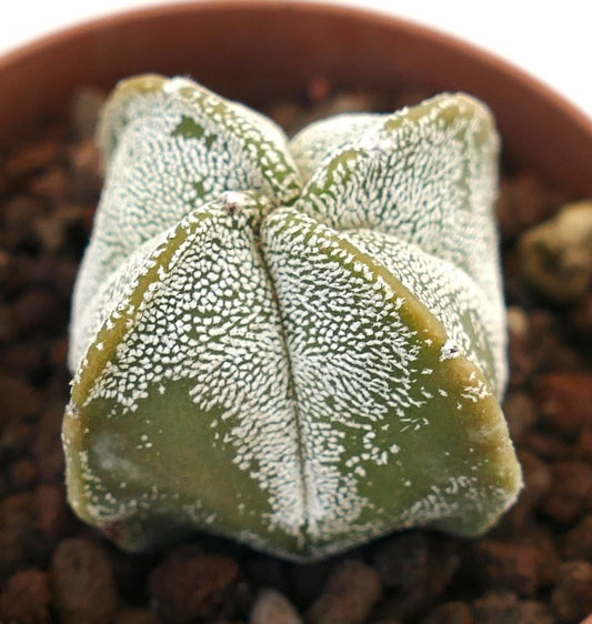 Cactus suculento Astrophytum myriostigma con cuerpo verde en forma de estrella salpicado de blanco