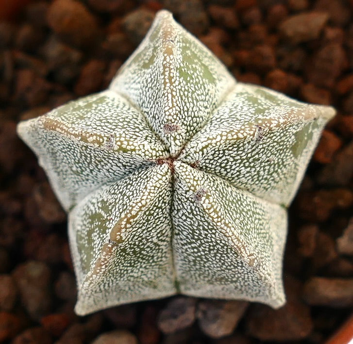 Astrophytum myriostigma suculenta rara con forma de estrella y textura salpicada de blanco