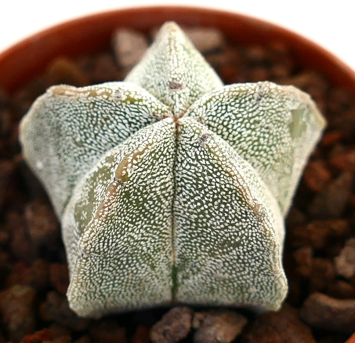 Astrophytum myriostigma suculento cactus con cuerpo acanalado en forma de estrella y textura moteada blanca