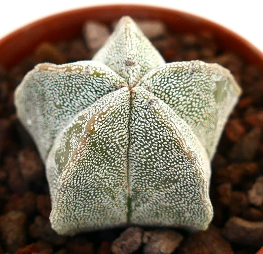Astrophytum myriostigma suculento cactus con cuerpo acanalado en forma de estrella y textura moteada blanca