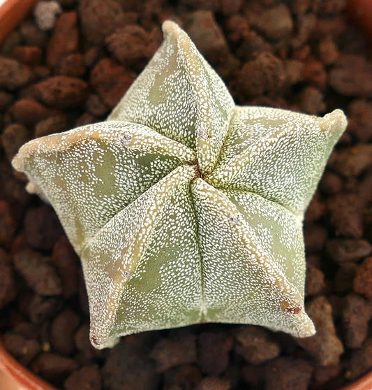 Astrophytum myriostigma Tamaulipensis, cactus suculento con forma de estrella y textura moteada blanca