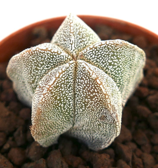 Astrophytum myriostigma suculenta rara con forma de estrella y patrón moteado blanco