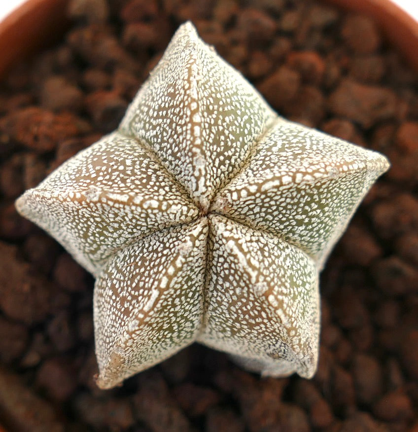 Astrophytum myriostigma rare star-shaped succulent cactus with white speckled pattern