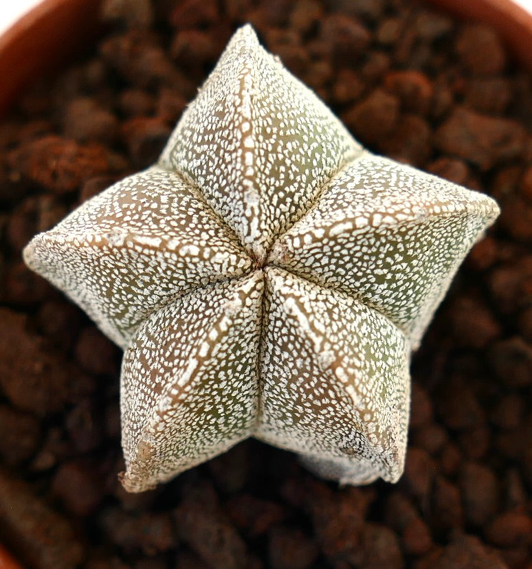 Astrophytum myriostigma rare star-shaped succulent cactus with white speckled pattern