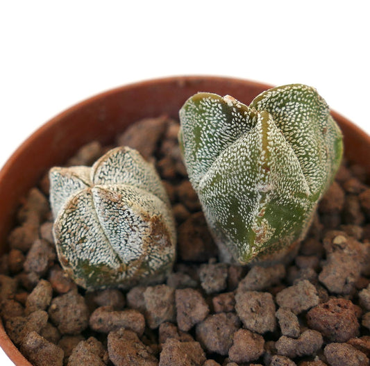 Astrophytum myriostigma suculento cactus con tallos en forma de estrella moteados de blanco en maceta