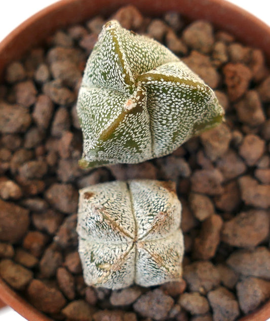 Astrophytum myriostigma suculento cactus con cuerpos verdes y blancos moteados en forma de estrella
