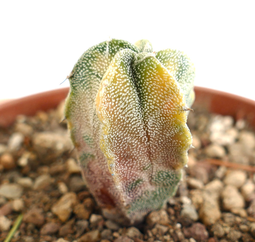 Astrophytum myriostigma VARIEGATED SEEDLING