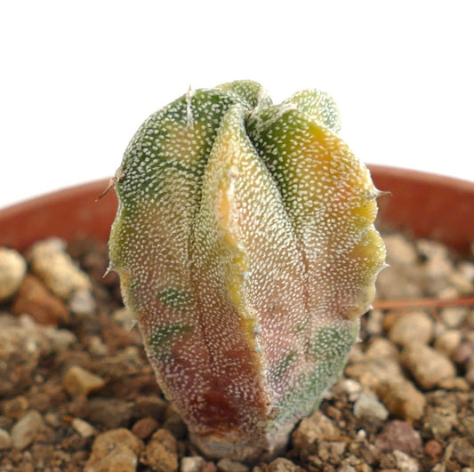 Astrophytum myriostigma VARIEGATED SEEDLING