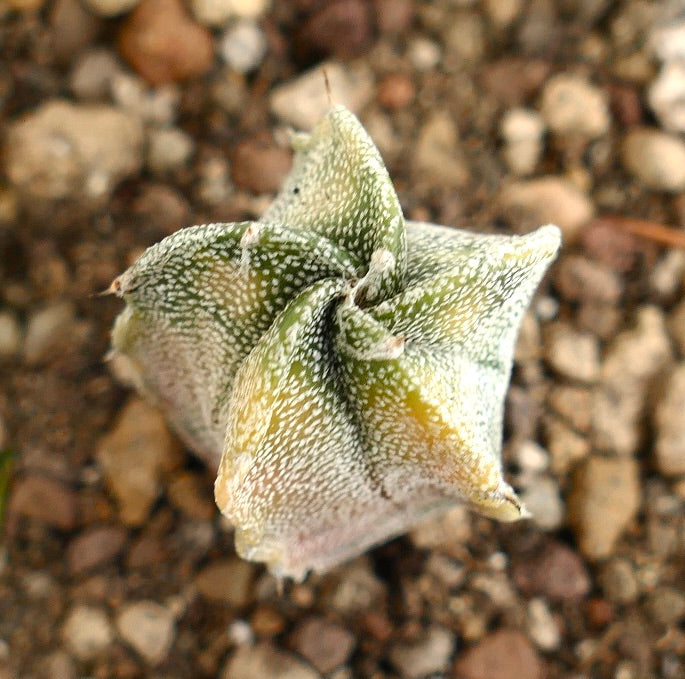 Astrophytum myriostigma VARIEGATED SEEDLING