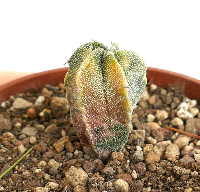 Astrophytum myriostigma VARIEGATED SEEDLING