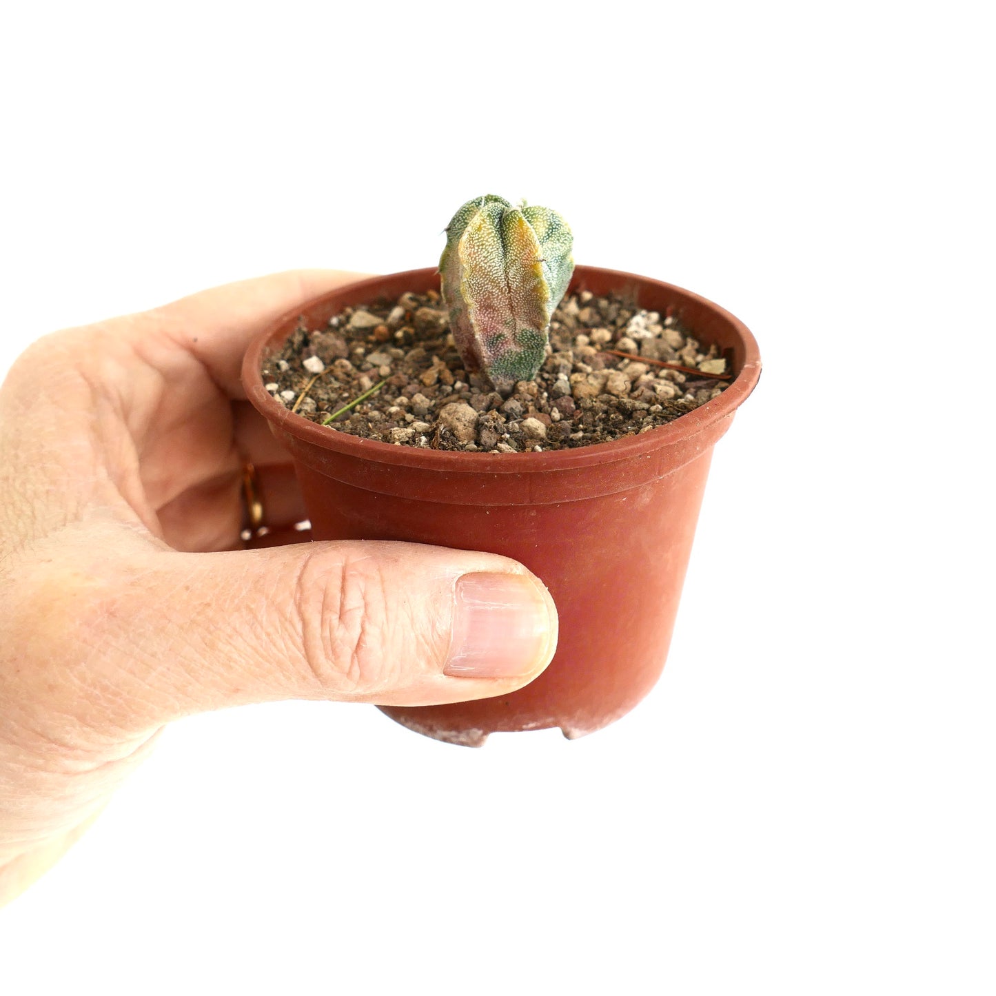 Astrophytum myriostigma VARIEGATED SEEDLING
