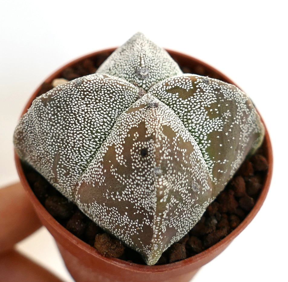 Astrophytum myriostigma cv BALL QUADRICOSTATUM seltener Sukkulenten-Kaktus mit sternförmiger Form und weiß geflecktem Muster