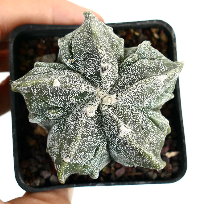 Astrophytum myriostigma cv FUKURUYU selected