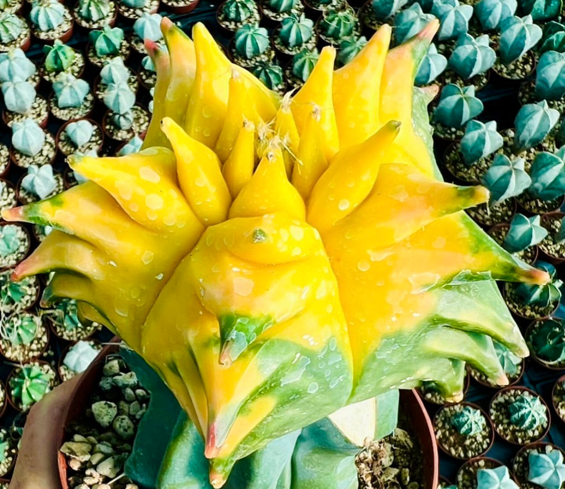 Astrophytum myriostigma cv KIKKO variegated yellow and green succulent cactus with unique star-shaped form