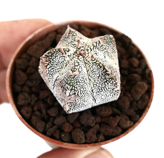 Astrophytum myriostigma cv ONZUKA 2,5cm