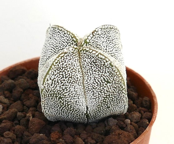 Astrophytum myriostigma cv ONZUKA FORM QUADRICOSTATUM rare white-speckled succulent cactus